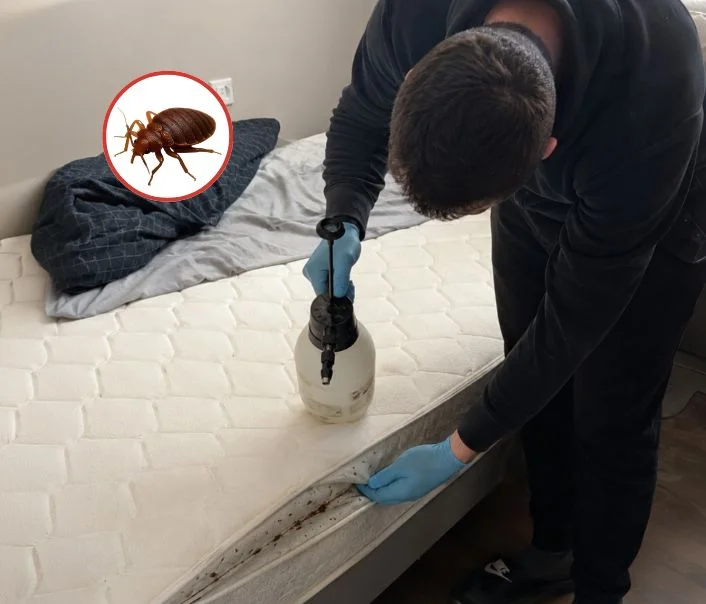 Technicien traitant un matelas contre les punaises de lit à Bougival